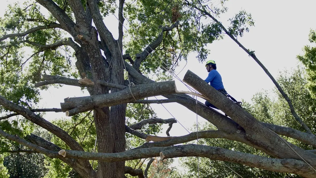 Professional Crown Thinning performed by certified arborists in Dibble